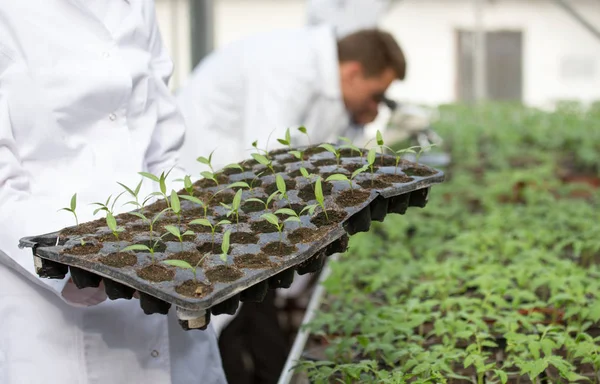 Kobieta agronomista trzyma tacę na sadzonki w szklarni — Zdjęcie stockowe