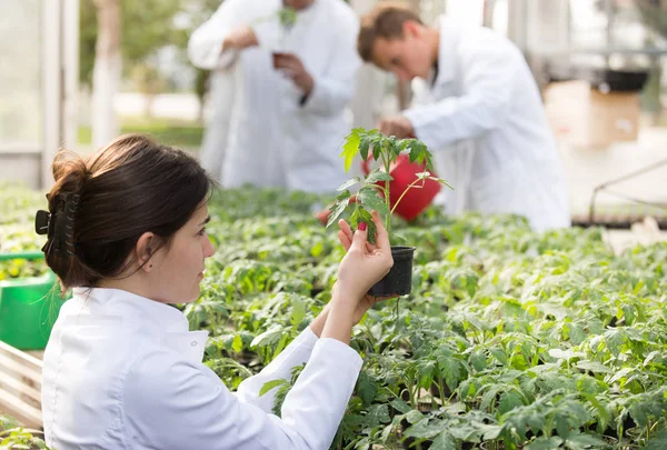 Agrónomo sosteniendo plántulas en maceta en invernadero — Foto de Stock