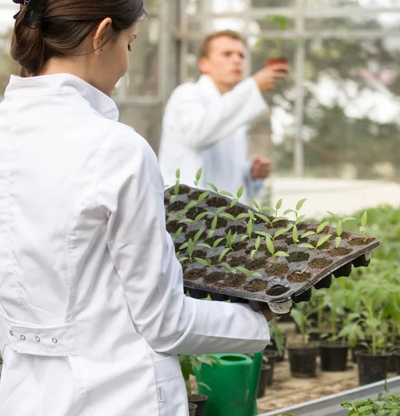 Woman agronomist holding seedling tray in greenhouse — Stock Photo, Image