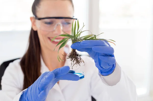 Biologo che tiene piantina di semenzaio sopra il vetro per la prova — Foto Stock