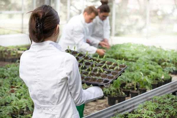 Kobieta agronomista trzyma tacę na sadzonki w szklarni — Zdjęcie stockowe