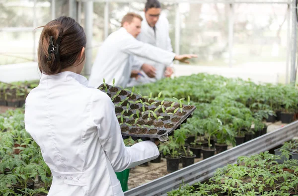 Kobieta agronomista trzyma tacę na sadzonki w szklarni — Zdjęcie stockowe