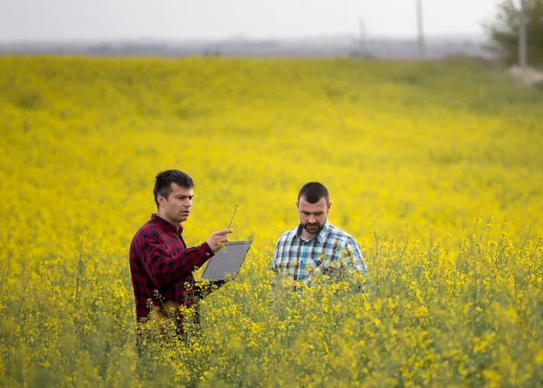 Boeren met laptop in rapaden veld — Stockfoto