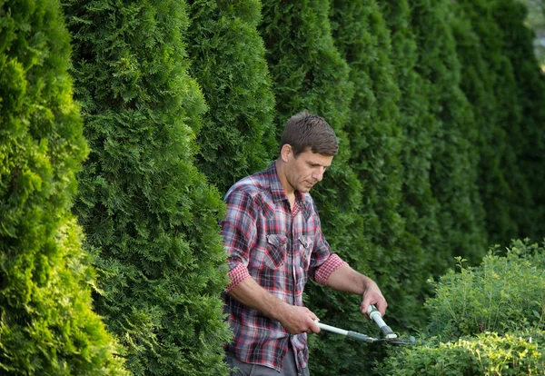 Hombre recortando arbustos en el jardín — Foto de Stock