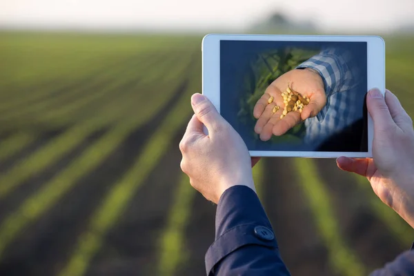 Farmer segurando tablet na frente do campo — Fotografia de Stock