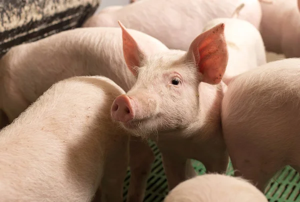 현대 의운 반된 새끼 돼지들 — 스톡 사진
