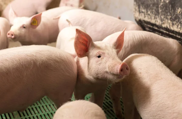 Young pigs in modern stable — Stockfoto