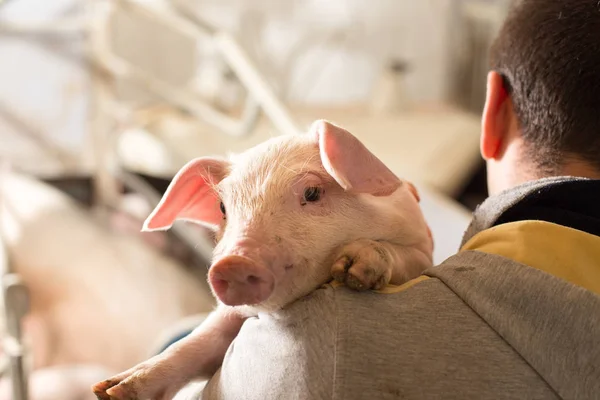 Farmer holding piglet on his shoulder — Stock Photo, Image