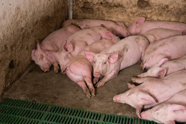 Young pigs sleeping in barn — 스톡 사진
