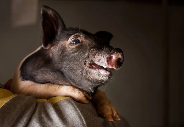 Çiftçi omzuna domuz yavrusu tutarak — Stok fotoğraf