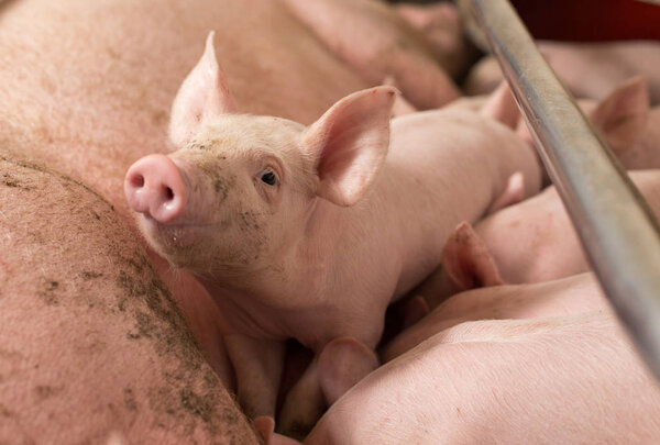 Funny and cute piglet in stable