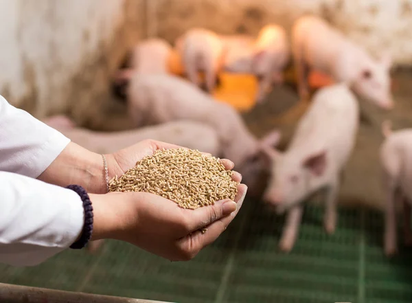 Problema agencia Leer Alimentos para cerdos fotos de stock, imágenes de Alimentos para cerdos sin  royalties | Depositphotos