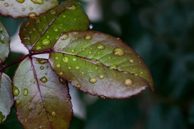 Gül yaprakları su damlaları ile