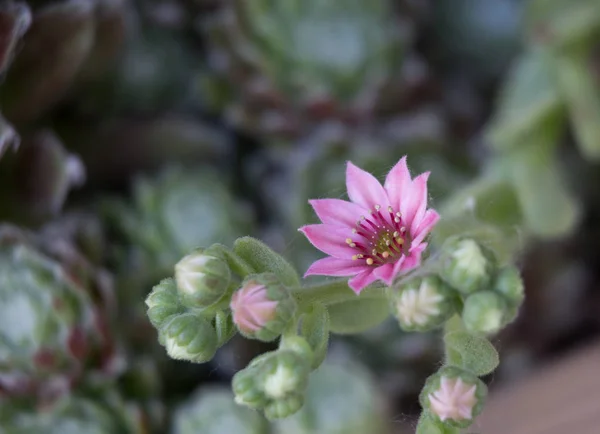 พืชฮูเซกที่มีดอกไม้ — ภาพถ่ายสต็อก