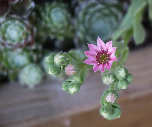 พืชฮูเซกที่มีดอกไม้ — ภาพถ่ายสต็อก