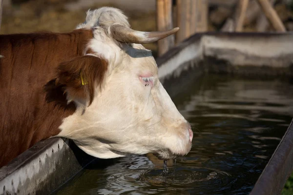Cow drinking water — Stock Photo, Image