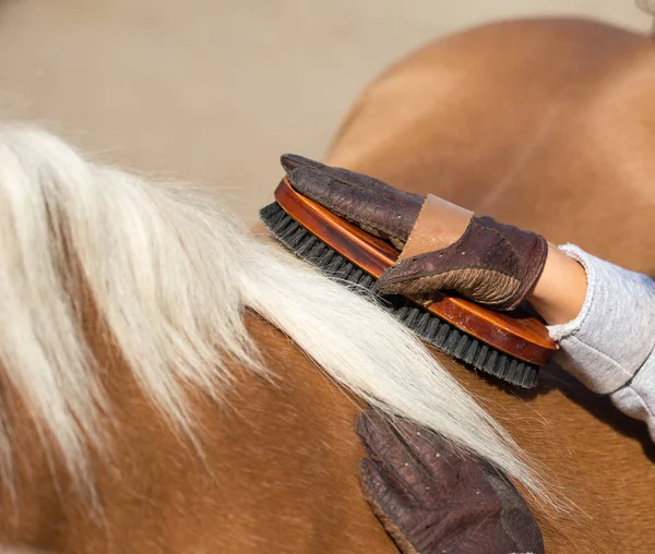 Caballo de aseo infantil con cepillo —  Fotos de Stock