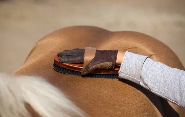 Kind grooming paard met borstel — Stockfoto