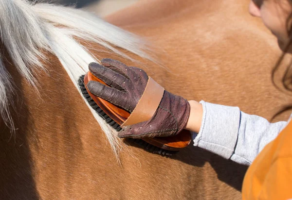 Child grooming horse with brush — Stock Photo, Image