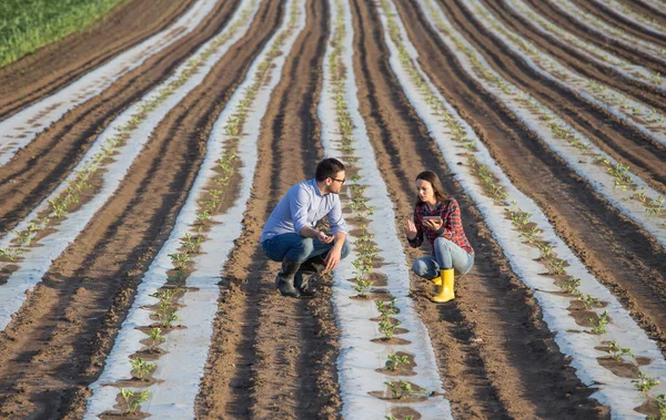 Rolnik i agronom rozmawia w terenie — Zdjęcie stockowe