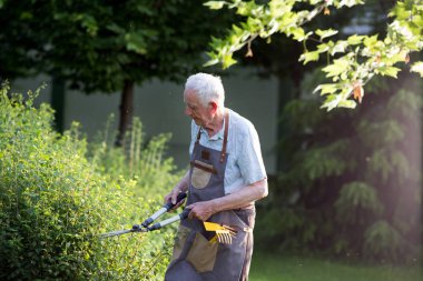 Yaşlı adam bahçede çit kırpma