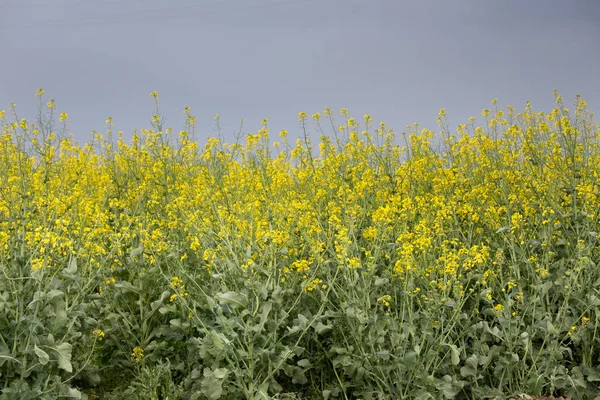 Daerah rapeseed di musim semi — Stok Foto