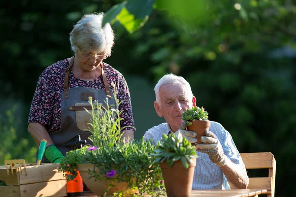 Coppia anziana impianti di potting in giardino — Foto Stock