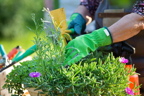 Mujer cuidando de las plantas — Foto de Stock