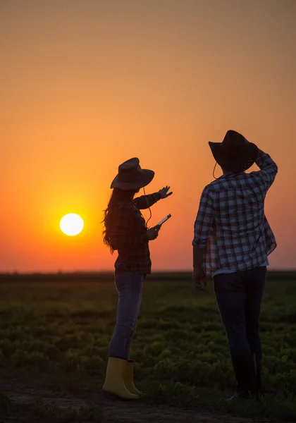 Agricoltori in campo al tramonto — Foto Stock