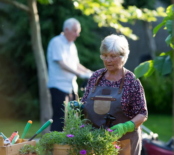 Couple aîné prenant soin des plantes — Photo