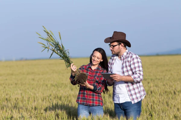 Два фермера на пшеничном поле — стоковое фото