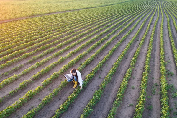 Widok z góry na agronom, który sprawdza wzrost roślin w terenie — Zdjęcie stockowe