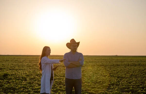 Agricultor y agrónomo hablando en campo de soja —  Fotos de Stock