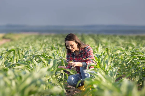 Farmer donna nel campo di mais — Foto Stock