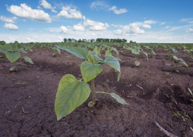 Alanda ayçiçeği fidanları