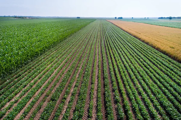 Vista superior do campo de soja — Fotografia de Stock