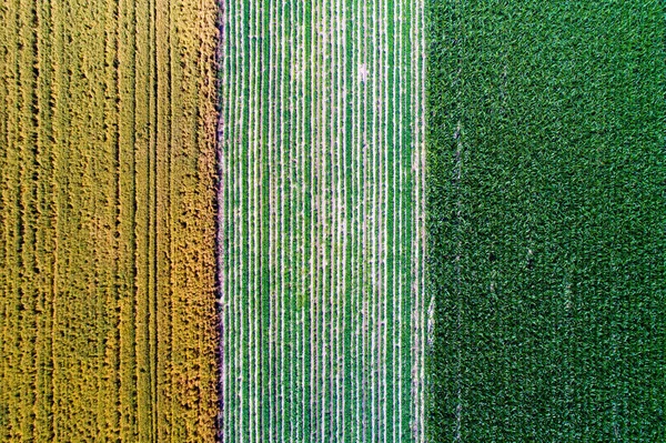 Abstract image of agricultural fields — Stock Photo, Image