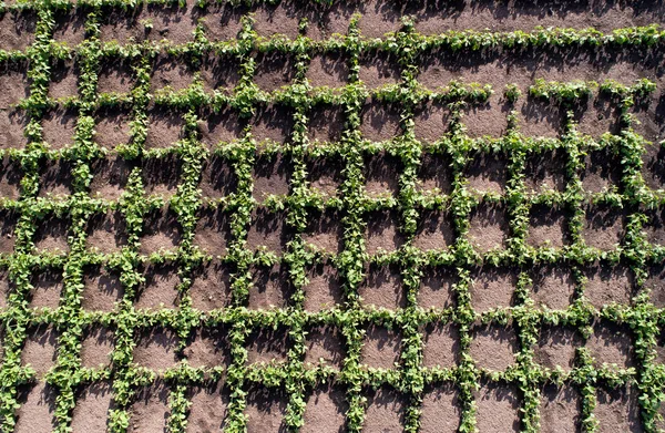 Solros plantor i fält — Stockfoto