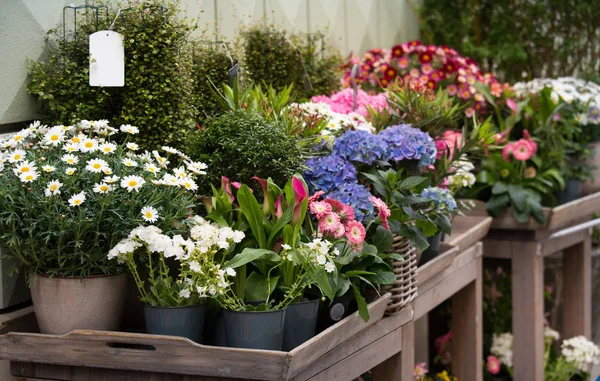 Färgglada blommor i krukor på bordet — Stockfoto