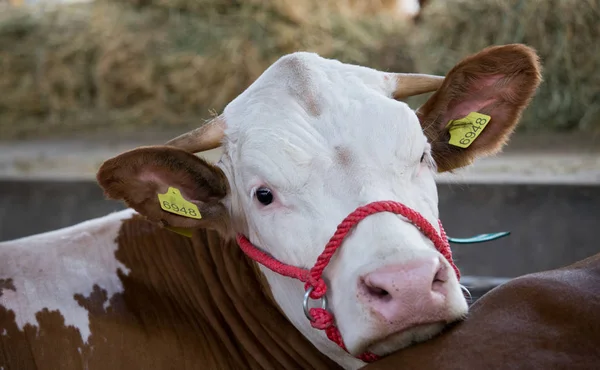 Simmental cow portrait — Stock Photo, Image