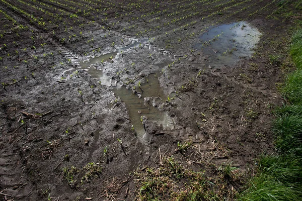 Blick von oben auf überflutetes landwirtschaftliches Feld — Stockfoto