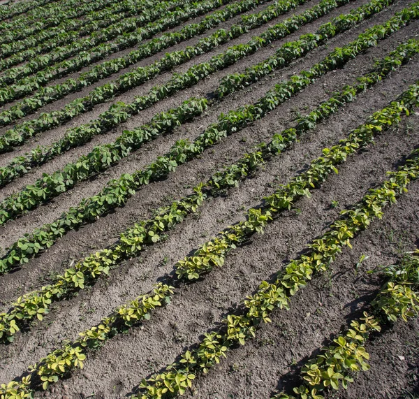 Piantine di girasole in campo — Foto Stock