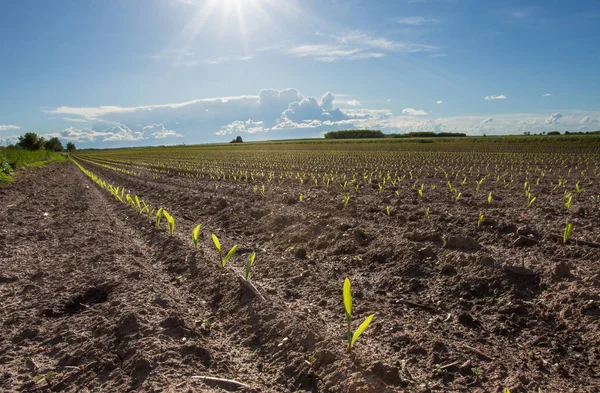 Plántulas de maíz en campo — Foto de Stock