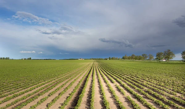 Piantine di girasole in campo — Foto Stock