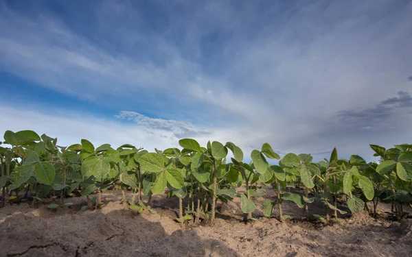 Soja zaailingen in het veld — Stockfoto