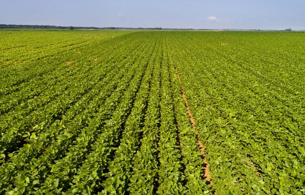 Soya tarlası üst görünümü — Stok fotoğraf