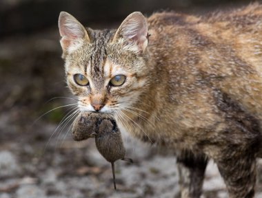Ağızda fare taşıyan kedi