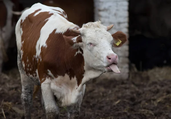 Zabawna krowa z językiem — Zdjęcie stockowe