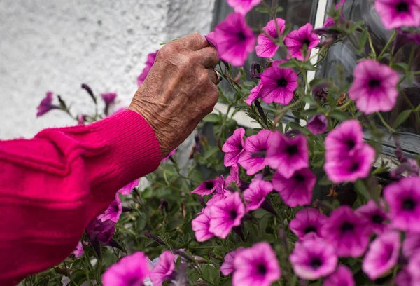 庭で植物の世話をするシニア女性 — ストック写真