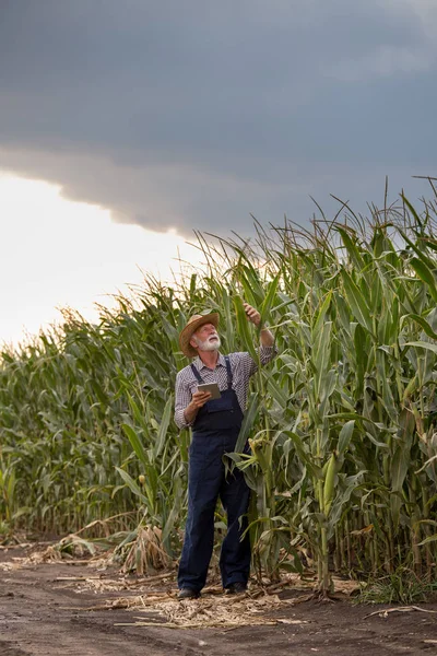 Αγρότης σε χωράφι καλαμποκιού το καλοκαίρι — Φωτογραφία Αρχείου